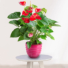 Planta de Anthurium en maceta de cerámica rosa