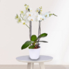 Planta Orquídeas Blancas en maceta de cerámica blanca puesta sobre mesa de madera