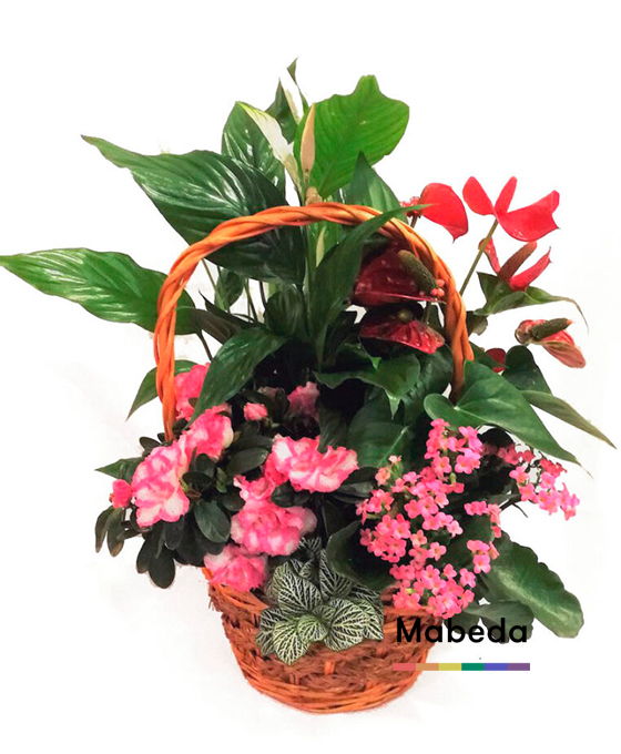 Envío de Flores Plantas