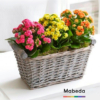 Comprar Flores para regalar