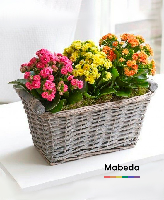 Comprar Flores para regalar