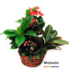 Cesta de Flores en Madrid