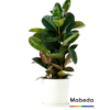 Floristería Mabeda Sevilla La Nueva