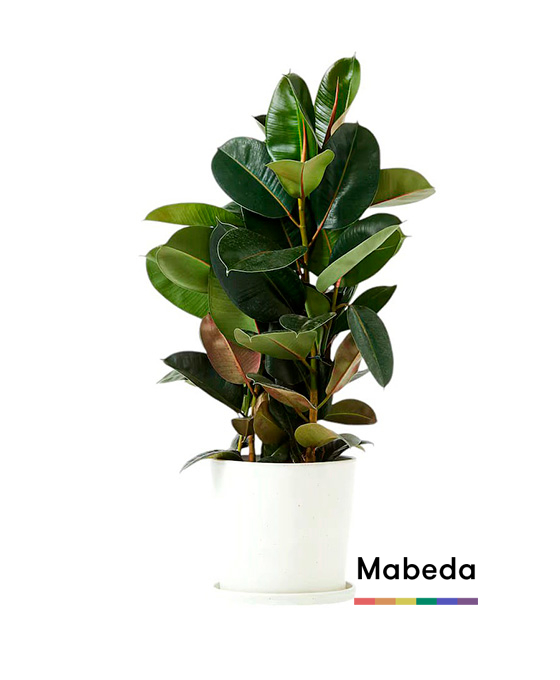 Floristería Mabeda Sevilla La Nueva