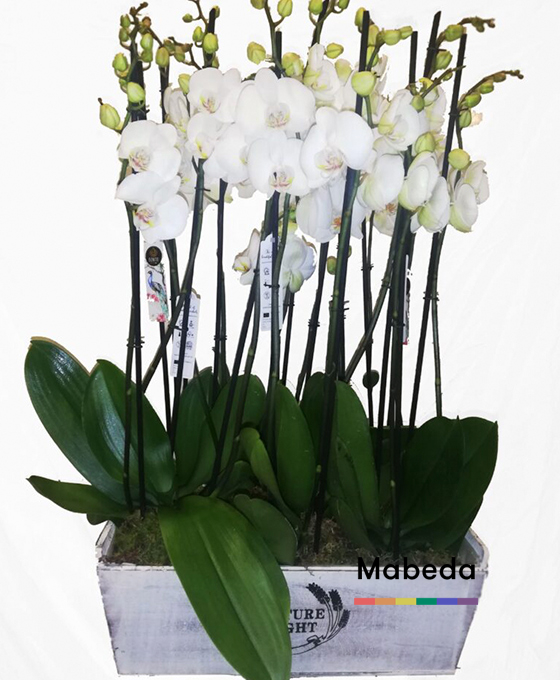 Plantas para Interior
