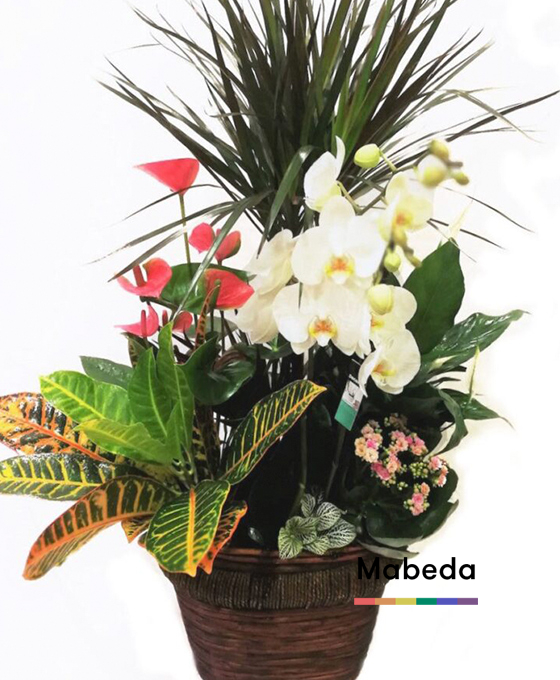Envío de Flore a Domicilio en Madrid Sevilla La Nueva