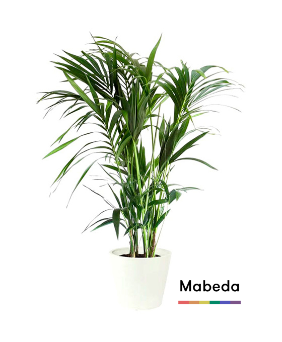 Comprar Plantas Decorativas