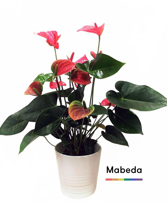 Comprar Plantas para Regalar