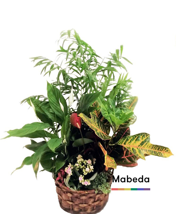 Plantas en Madrid