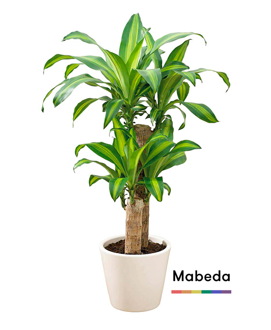 Comprar Plantas Decorativas
